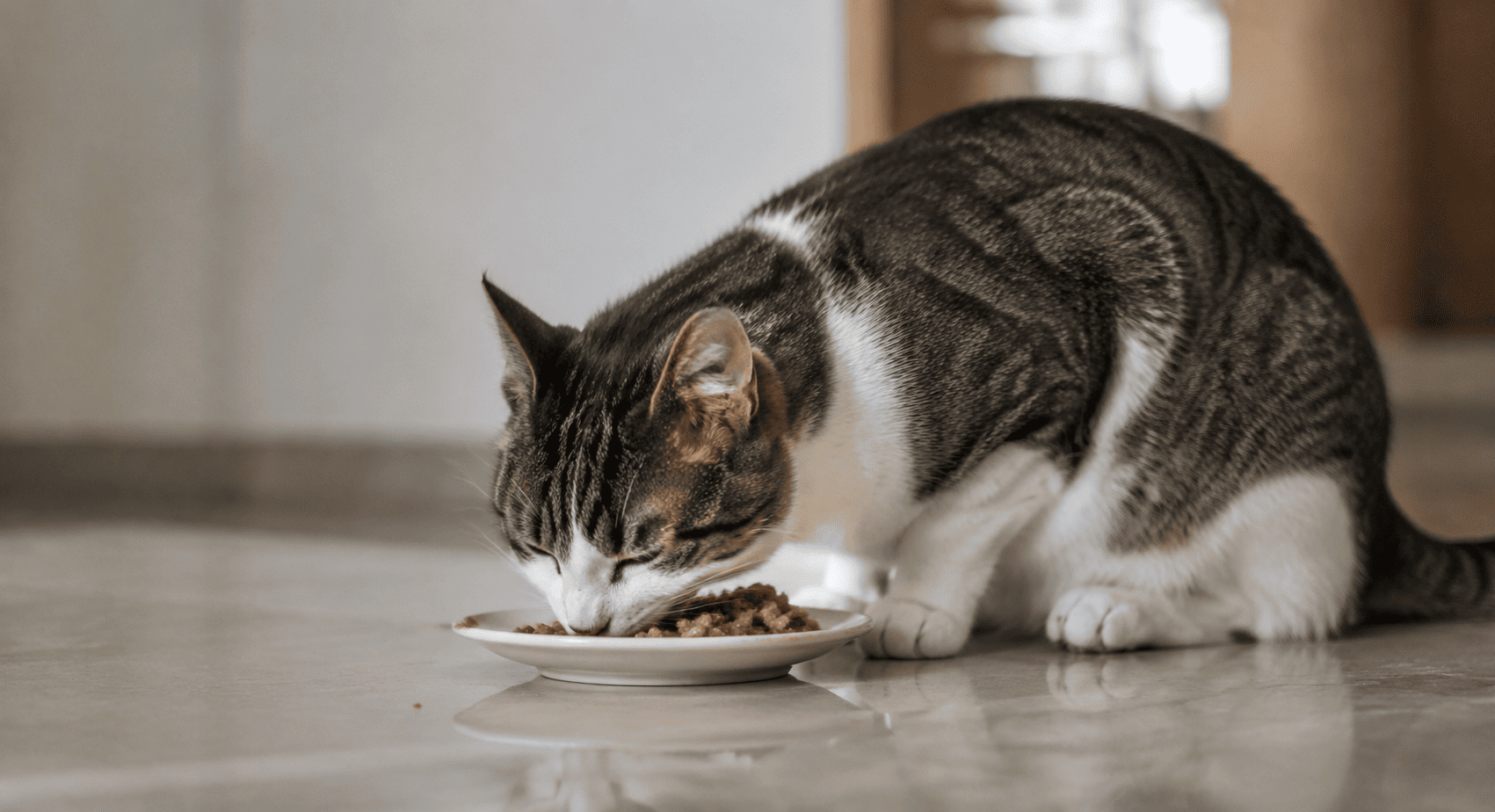 Chewy Stock Plunges 40% YTD After Q1 Miss: Long-Term Opportunity Emerges